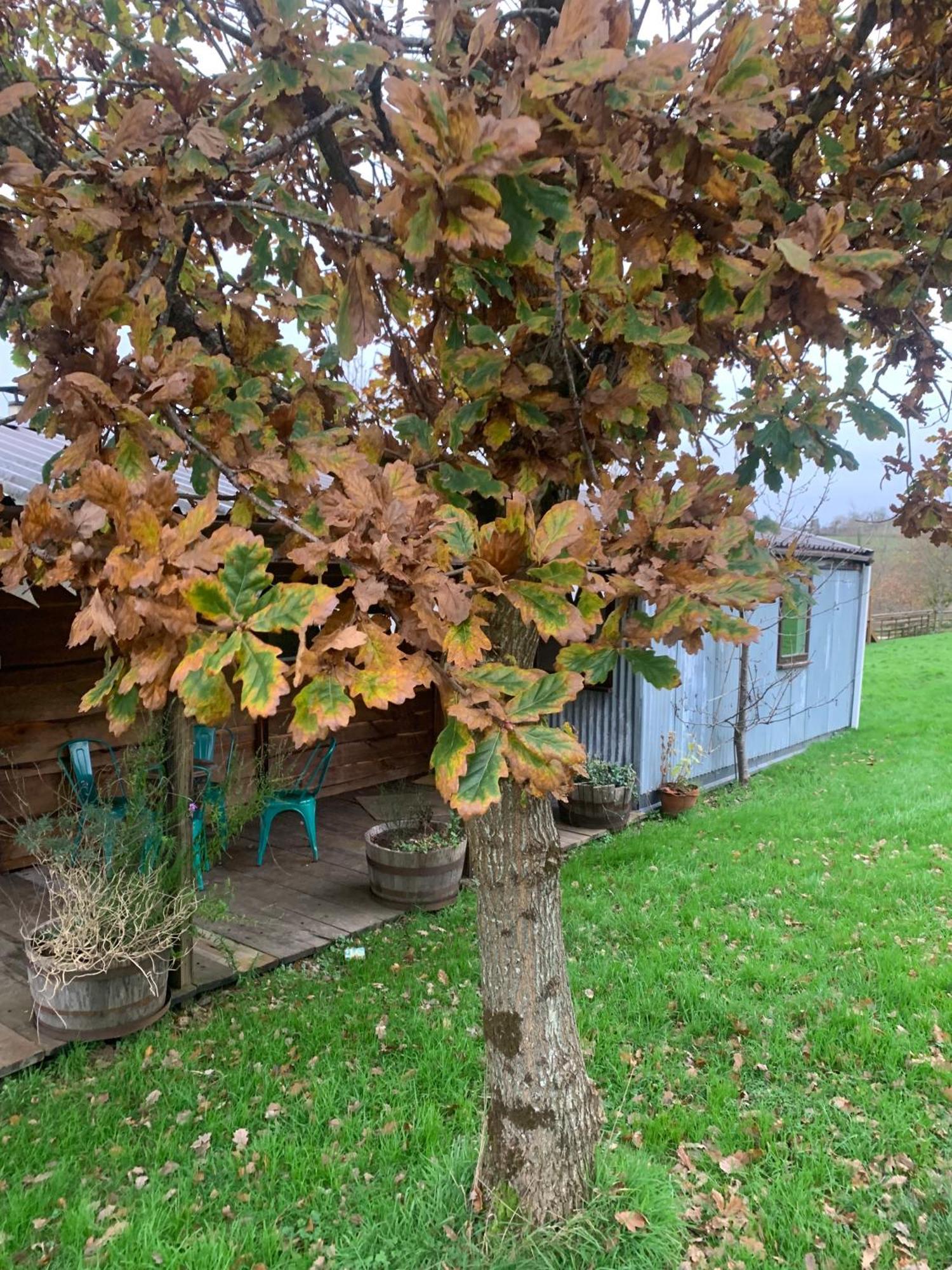 Ceridwen Glamping, Double Decker Bus And Yurts Hotel Llandysul Exterior foto