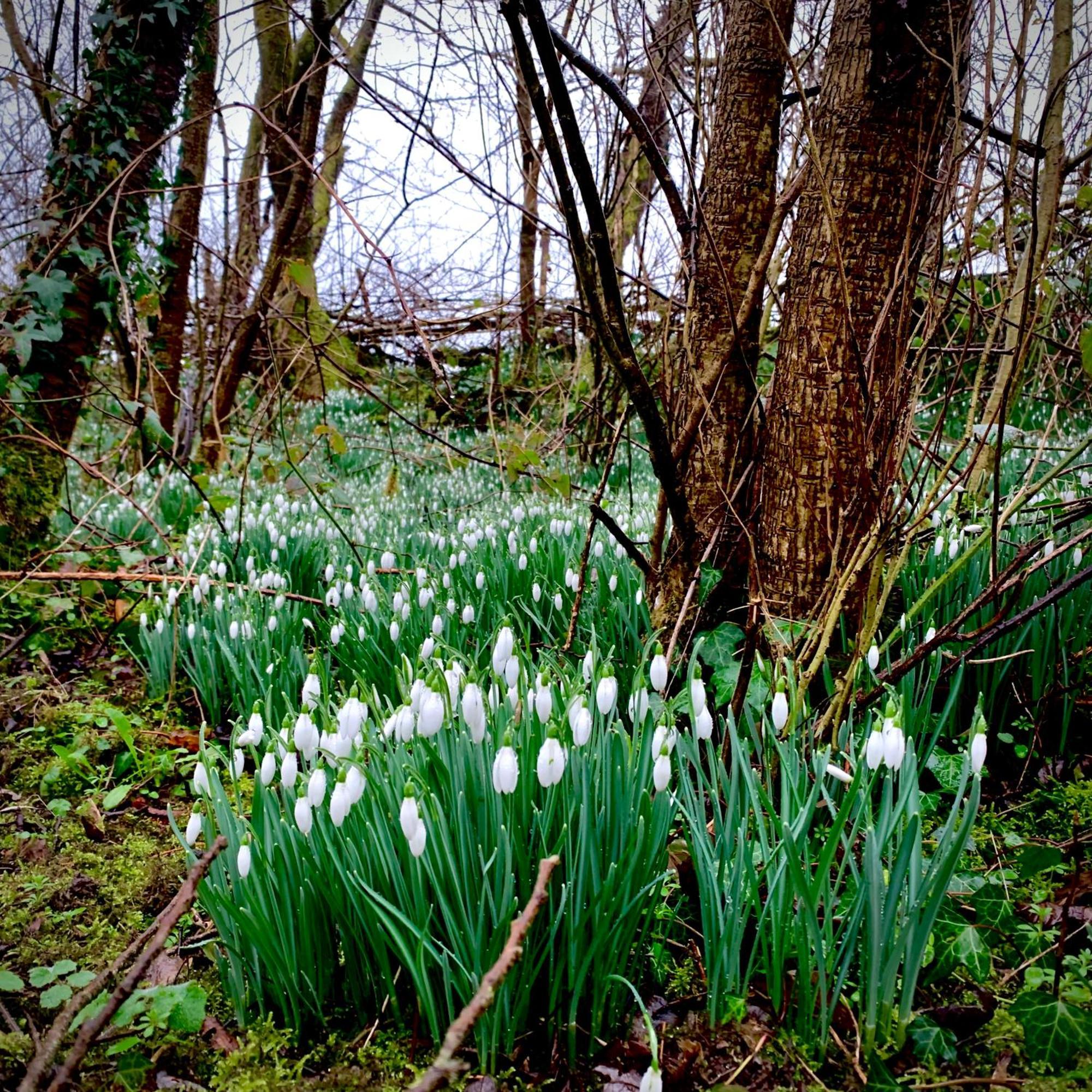 Ceridwen Glamping, Double Decker Bus And Yurts Hotel Llandysul Exterior foto
